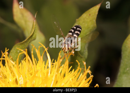 Bianco-sbarrate wanderer hover fly (Scaeva pyrastri : Syrphidae) femmina in arrivo a terra su un giardino fiore, UK. Foto Stock