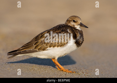 Steenloper in het zand en het zonnetje. Voltapietre in piedi nella sabbia e sole. Foto Stock