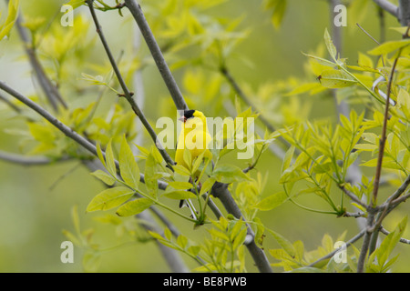 American Cardellino (Carduelis tristis tristis) maschio in allevamento piumaggio. Foto Stock