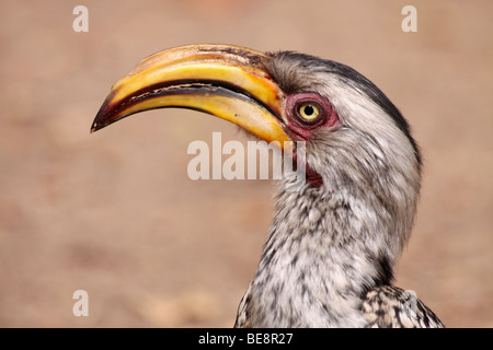 Testa e becco di Southern Yellow-fatturati Hornbill Tockus leucomelas nel Parco Nazionale di Kruger, Sud Africa Foto Stock