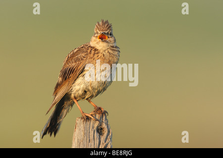 Zingende Veldleeuwerik (Alauda arvense), belgi di canto (Allodola Alauda arvense), Belgio Foto Stock