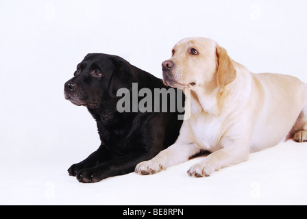 Due labrador retriever cani ,nero e giallo su sfondo bianco Foto Stock