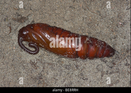 Pop van de windepijlstaart; Convolvulus Hawk-moth pupa Foto Stock