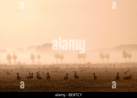 Foto di oche Graylag in arancione morniglight con la nebbia in Ooypolder; Foto Stock