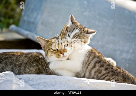 Due gatti domestici coccole Foto Stock