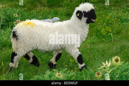 Agnello del Vallese Blacknose razza di pecore, Vallese, Svizzera, Europa Foto Stock