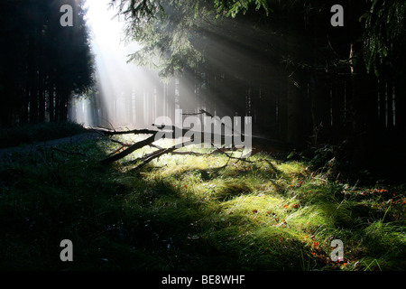 Raggi di sole nella foresta di pini, Allgaeu, Baviera, Germania, Europa Foto Stock