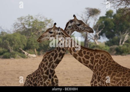 2 giraffe con i loro colli attraversata in posa guardando intorno Foto Stock