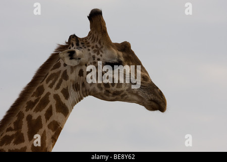 La testa e il collo di una giraffa da un profilo laterale giraffe guardando verso il basso apre gli occhi e la bocca chiusa Foto Stock