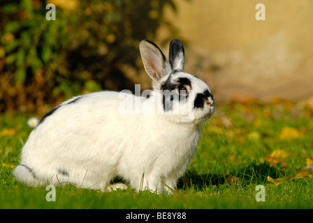 Giovani Dwarf Rabbit, pinto colorati, seduto sul prato Foto Stock