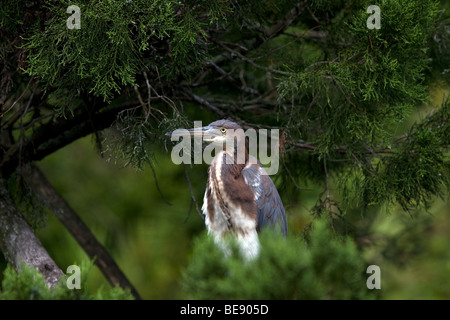 Credo che dovrei andare a prendere qualcosa da mangiare. Foto Stock