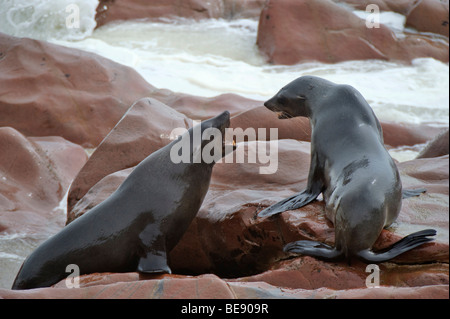 Rosolare le foche (Arctocephalus pusillus) sul Capo Croce, Namibia, Africa Foto Stock