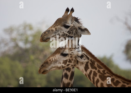 2 giraffe con i loro colli attraversata in posa guardando intorno Foto Stock