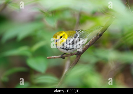 Nero-throated Wabrler verde (Dendroica Virens VIRENS), femmina nella primavera del piumaggio in Central Park di New York. Foto Stock