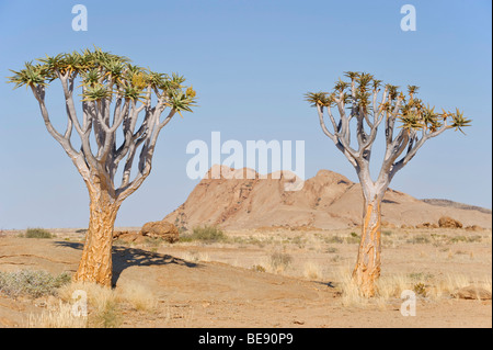 Faretra alberi (Aloe dichotoma) nella parte anteriore del Namibias Ayers Rock, Namib-Naukluft National Park, Namibia, Africa Foto Stock