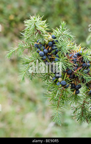 Ginepro Juniperus communis foglie e bacche Foto Stock