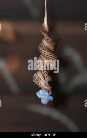 Leopard slugs Limax maximus coniugata coppia Foto Stock