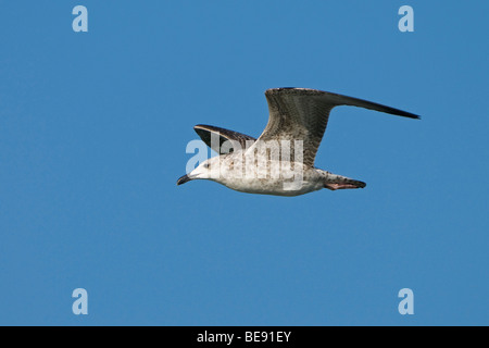 Pontische juveniele Meeuw; capretti Caspian Gull battenti da Foto Stock