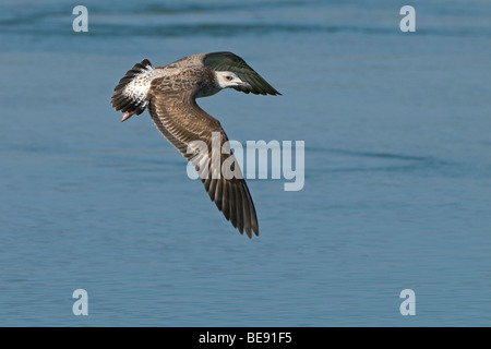 Pontische juveniele Meeuw langsvliegend; capretti Caspian Gull battenti da Foto Stock