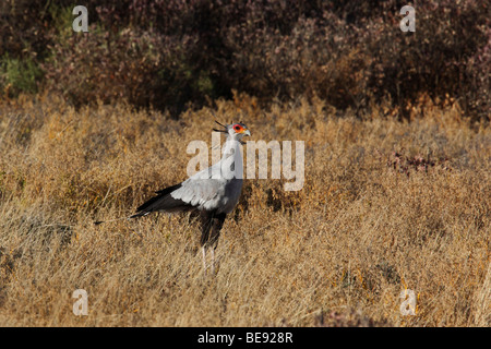 Secretarybird (Sagittarius serpentarius) nel Parco Nazionale Etosha in Namibia Foto Stock