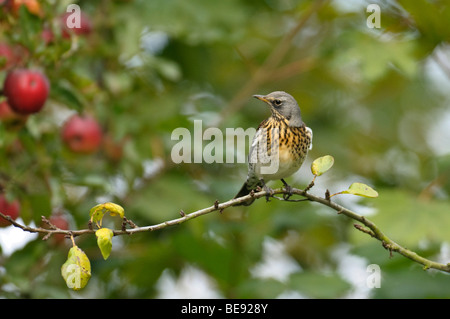 Kramsvogel;Allodole Cesene Beccacce;Turdus pilaris; Foto Stock