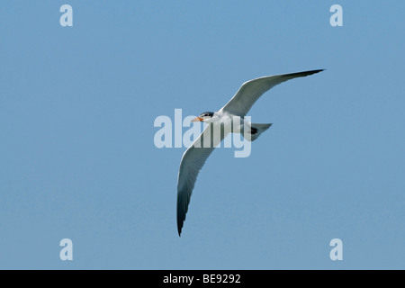 Reuzenstern juveniele in vlucht, onderzijde; capretti Caspian Tern in volo, parte inferiore Foto Stock