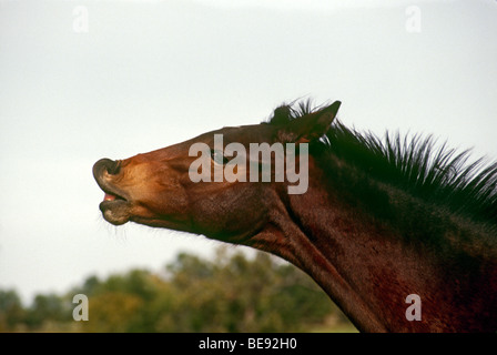 Horse trumpeting: la risposta Flehmens esibite dal cavallo nel Midwest, STATI UNITI D'AMERICA Foto Stock