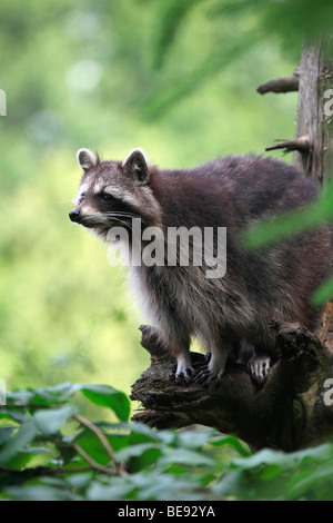 Raccoon (Procione lotor), Meclemburgo-Pomerania Occidentale, Germania, Europa Foto Stock