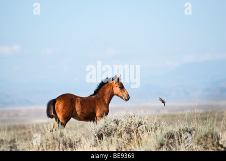 Free Roaming mustang puledro sul picco di McCullough Wild Horse Management Area in Wyoming Foto Stock