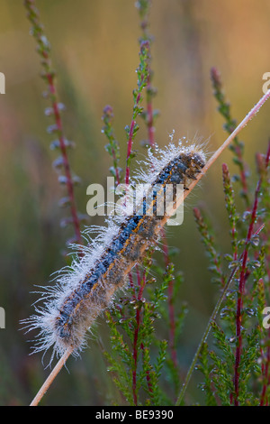 Heideringelrups incontrato dauwdruppels; massa lacchè con dewdrops Foto Stock