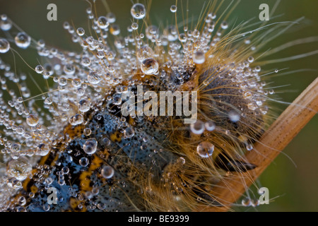 Close up van heideringelrups incontrato dauwdruppels; in prossimità del suolo lacchè con dewdrops Foto Stock