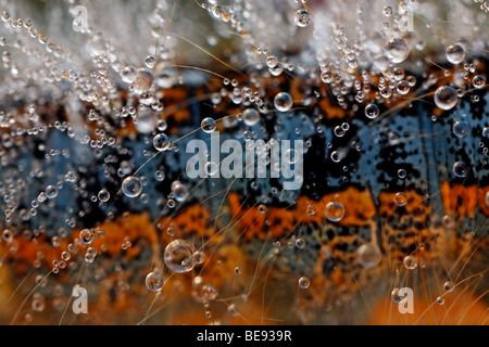 Close up van heideringelrups incontrato dauwdruppels; in prossimità del suolo lacchè con dewdrops Foto Stock