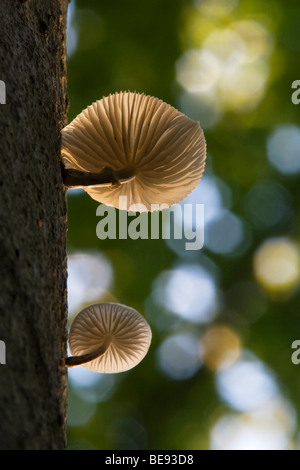 Porseleinzwammen aan de boom, incontrato tegenlicht; retroilluminato fungo di porcellana in una struttura ad albero Foto Stock