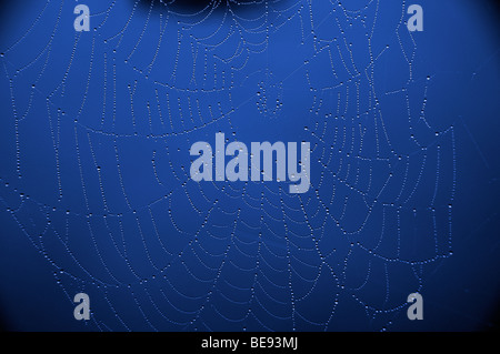 La ragnatela di rugiada. Foto Stock