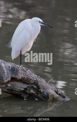 Kleine zilverreiger; Garzetta Foto Stock