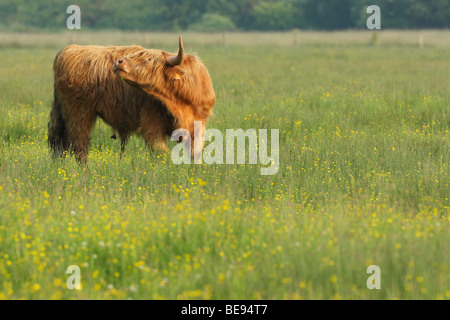 Highlander scozzese (Bos taurus domesticus) pulisce stesso nella prateria, Belgio Foto Stock