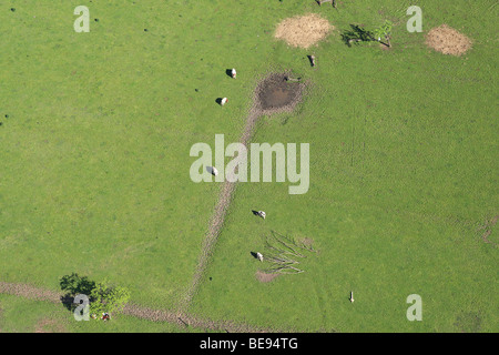 Grasland incontrato koeien rond poel vanuit de lucht Belgi, prati con mucche attorno alla piscina dall'aria, Belgio Foto Stock