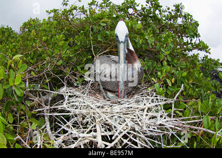 Un pellicano bruno, Pelecanus occidentalis, tende è giovane, in un nido sull isola di Santa Cruz, Arcipelago delle Galapagos, Ecuador. Foto Stock