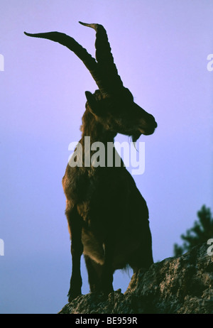 Spaanse Steenbok (Capra pyrenaica), Spanje spagnolo di stambecco (Capra pyrenaica), Spagna Foto Stock