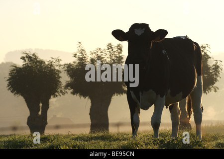 Fila di pollard cenere (Fraxinus excelsior) con cow nella nebbia di sunrise, Belgio Foto Stock