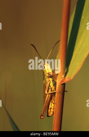Krasser (Chorthippus parallelus), belgi Prato grasshopper (Chorthippus parallelus), Belgio Foto Stock