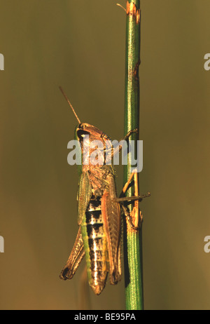 Krasser (Chorthippus parallelus), belgi Prato grasshopper (Chorthippus parallelus), Belgio Foto Stock
