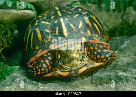 Casella di ornati tartaruga (Terrapene ornata ornata) guardando vecchi e saggi, a faccia in su, Midwest USA Foto Stock