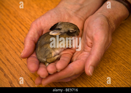 Giovani selvatici coniglio silvilago, 5 giorni, essendo tenuto in mani alla riabilitazione silvilago facility, Flagstaff, in Arizona Foto Stock