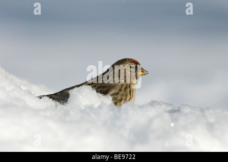 Een Grote Barmsijs zittend in de sneeuw,un farinoso Redpoll seduta nella neve. Foto Stock