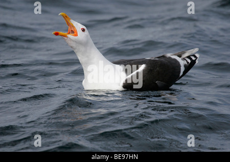 Een grote mantelmeeuw met een grote bek in het acqua.; un grande nero-backed gull con un grande bill nell'acqua. Foto Stock