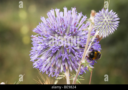 Israele, Echinops gaillardotii Foto Stock