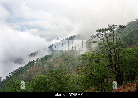 Pineta in Mt. Tapulao, Zambales. Foto Stock