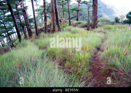 Pineta in Mt. Tapulao, Zambales. Foto Stock