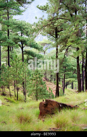 Pineta in Mt. Tapulao, Zambales. Foto Stock